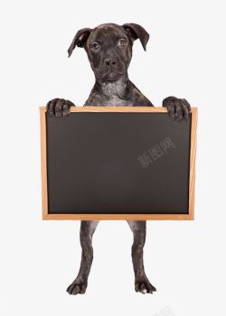 写笔记本狗与黑板清高清图片