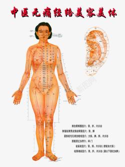 女人背部人体经络图高清图片