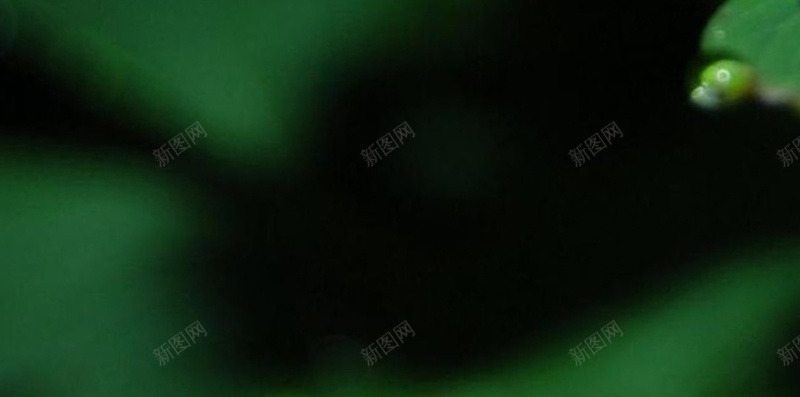 绿叶上的水珠H5背景jpg设计背景_新图网 https://ixintu.com H5 H5背景 h5 叶子 小清新 文艺 植物 水滴 水珠 简约 绿色