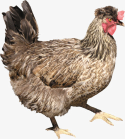 农家散养鸡动物鸡CHICKEN柴鸡高清图片
