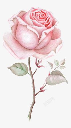 一朵粉色玫瑰素材