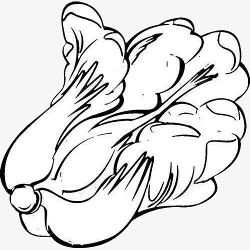 蔬菜白菜简笔画食物png免抠素材_新图网 https://ixintu.com 图案 爱心蔬菜 白菜 简笔画食物 简约风格 菜类图片 蔬菜 装饰