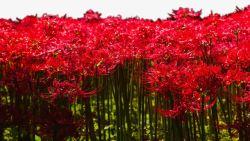 鲜艳花卉素材鲜艳红色彼岸花海高清图片