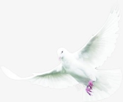 和平主题和平鸽主题献血展板高清图片