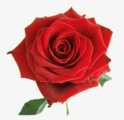 红玫王手绘鲜花手绘花朵红玫高清图片