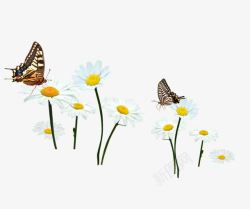 野香榧白色野花蝴蝶装饰图案高清图片