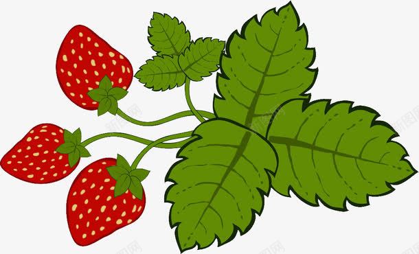 草莓果实与叶子png免抠素材_新图网 https://ixintu.com 丰收 叶子 手绘 春天 果实 结果 草莓 草莓叶子 草莓果实与叶子 草莓树 草莓树叶子