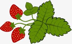 草莓树草莓果实与叶子高清图片