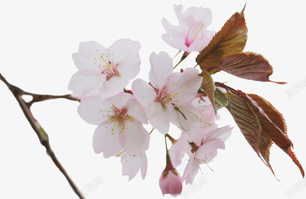 春日粉色的樱花png免抠素材_新图网 https://ixintu.com 和风 春天 樱花 粉色