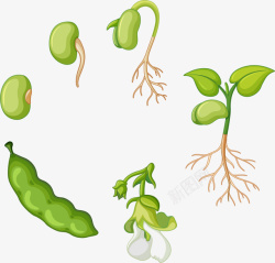 卡通豌豆手绘卡通豆类农作物高清图片