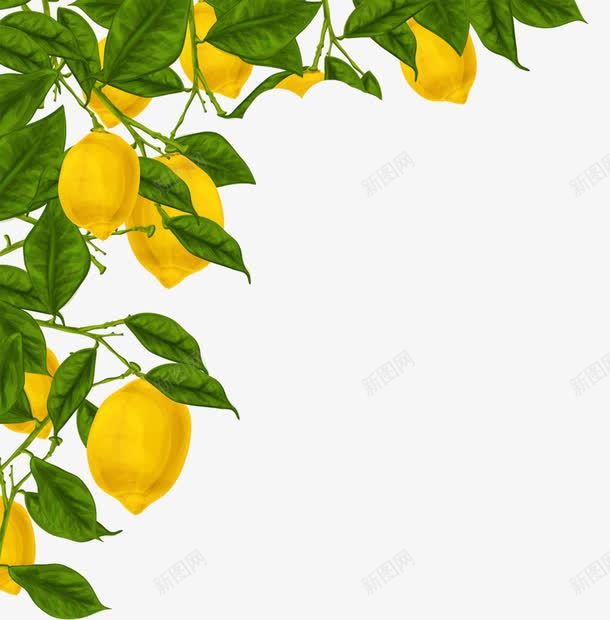 水彩绘柠檬树装饰png免抠素材_新图网 https://ixintu.com 柠檬 柠檬树 树枝 水彩柠檬
