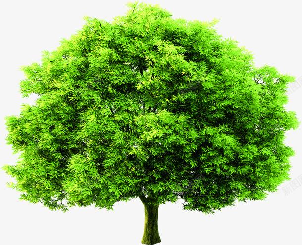 绿色植物大树景观茂密png免抠素材_新图网 https://ixintu.com 大树 景观 绿色植物 茂密