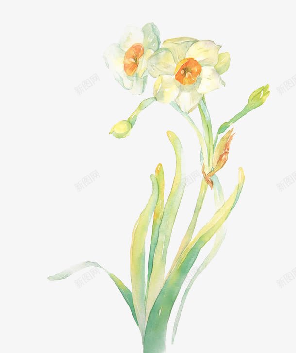 手绘水仙花png图片免费下载 素材7sngvwegk 新图网 手绘水仙花png图片免费下载 素材7sngvwegk 新图网