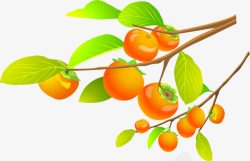橙色柿子柿子树高清图片