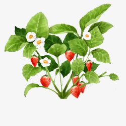 新鲜雪梨水彩插画手绘水彩插画新鲜植物草莓与树叶高清图片