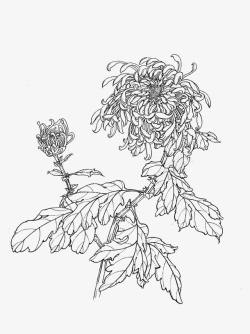 黑白描线花卉菊花线稿高清图片