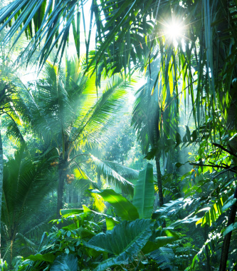 热带雨林阳光背景摄影图片