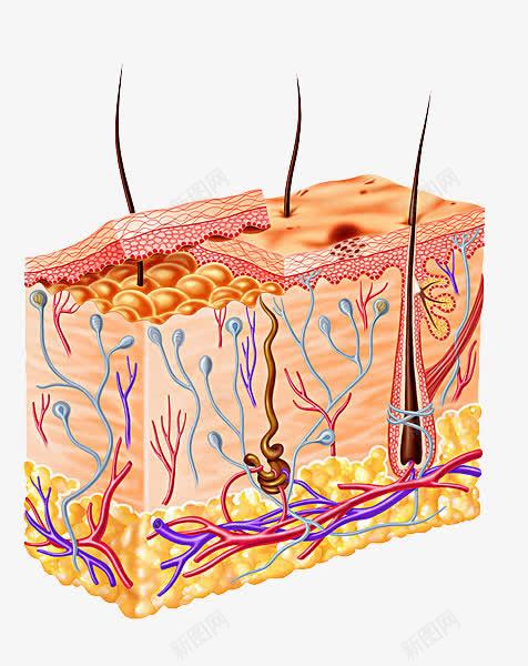 肌肤组织图标png_新图网 https://ixintu.com 毛发 皮下组织 皮肤组织 皮脂腺 纤维 细胞组织图 肌肤组织