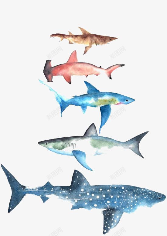 水彩鲨鱼png免抠素材_新图网 https://ixintu.com 大白鲨 大鲨鱼 彩色鲨鱼 海洋 鲨鱼插画