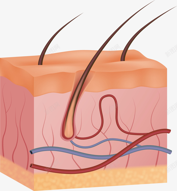 人体头皮解剖面矢量图eps免抠素材_新图网 https://ixintu.com 头皮 头皮PNG 头皮堵塞 头皮屑 头皮解剖 毛囊 矢量图 矢量头皮 矢量毛囊