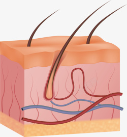 头皮毛囊再生人体头皮解剖面矢量图高清图片