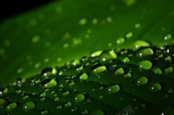 树叶上的水珠装饰树叶上的露珠高清图片
