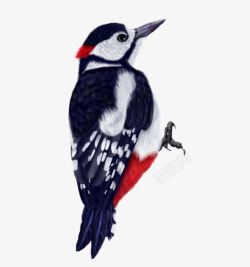 啄木鸟图案啄木鸟图案高清图片