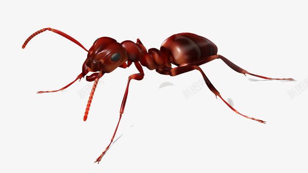 蚂蚁飞特网png免抠素材_新图网 https://ixintu.com 动物 励志蚂蚁 卡通 红色 红色蚂蚁 蚂蚁 蝼蚁 飞特网