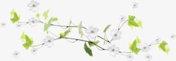 白花植物藤蔓类植物白花高清图片