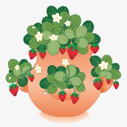 草莓树盆栽素材