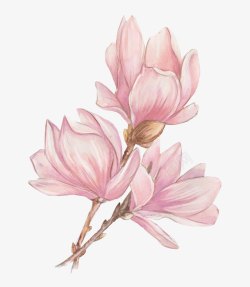 木兰花素材手绘粉色玉兰花高清图片