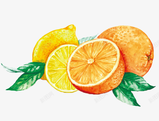 柑橘和柠檬绘画png免抠素材_新图网 https://ixintu.com 手绘 效果逼真 柑橘 柑橘手绘 柠檬 橙子 橙色 水果 绘画 色彩