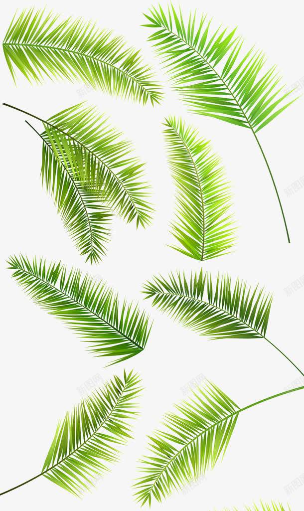 创意合成绿色的树叶棕榈叶png免抠素材_新图网 https://ixintu.com 创意 合成 树叶 棕榈 绿色