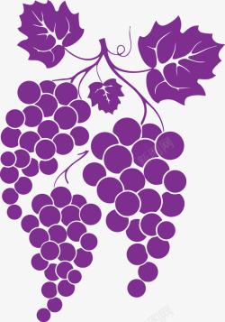 黑加仑葡萄紫色时尚黑加仑葡萄剪影矢量图高清图片