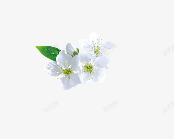 白色花朵png免抠素材_新图网 https://ixintu.com 百花 花卉 花朵