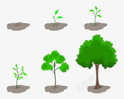 成长生长参天大树的成长阶段高清图片