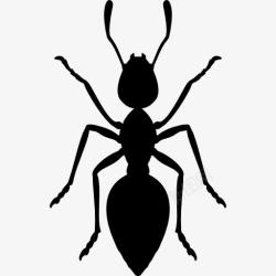 昆虫蚂蚁蚂蚁图标高清图片