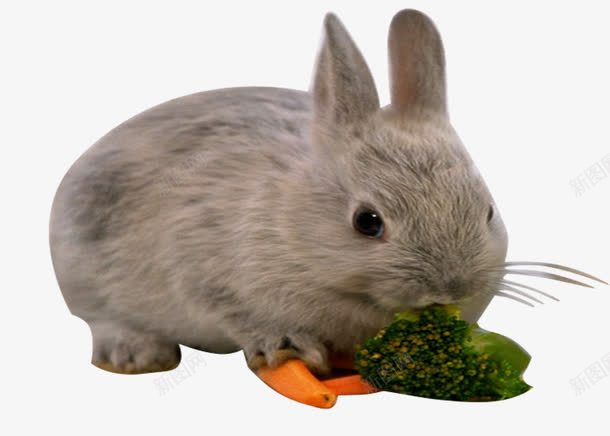 吃胡萝卜的兔子png免抠素材_新图网 https://ixintu.com 产品实物 可爱动物 家庭宠物 小灰兔
