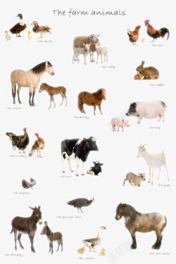 陆地动物PNG陆地动物生物高清图片
