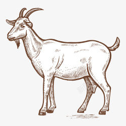 绵羊手绘写实线描动物矢量图高清图片