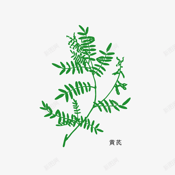 中药材黄芪png免抠素材_新图网 https://ixintu.com 中药材黄芪 手绘中药材 植物 绿色 药材