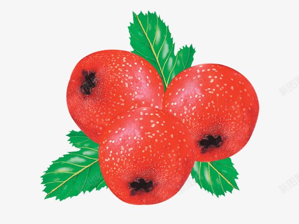 三颗山楂果png免抠素材_新图网 https://ixintu.com 叶子 山楂 山楂纹理 果子 果实 水果 红色 绿色 酸甜