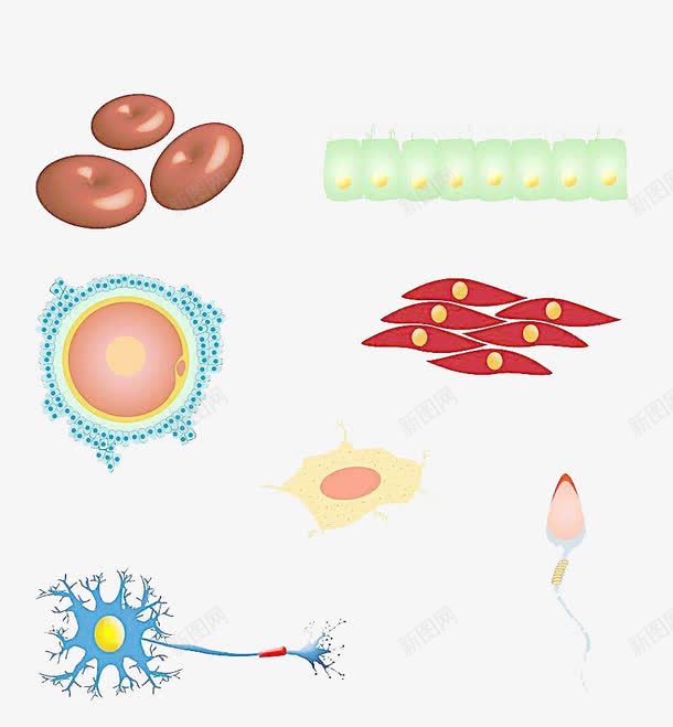 简约人体细胞图形png免抠素材_新图网 https://ixintu.com 人体 健康 医学细胞 研究 科研