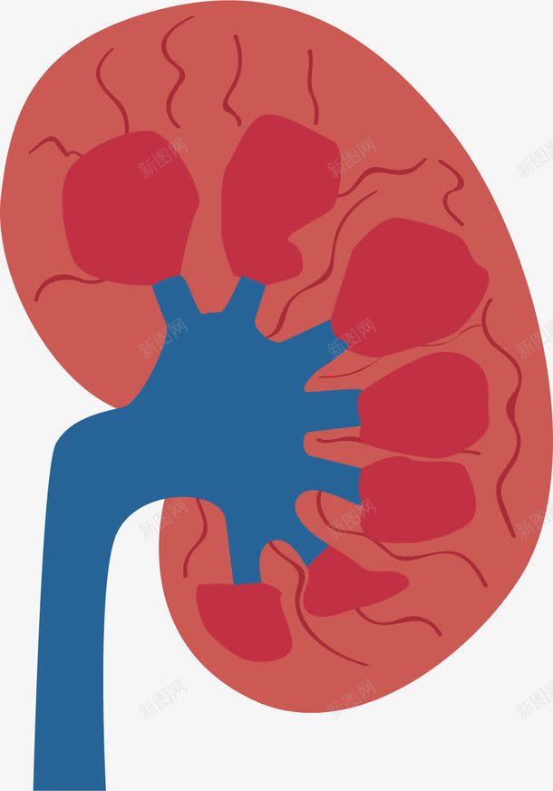 人体的红色器官卡通png免抠素材_新图网 https://ixintu.com 器官 生物医药 生物医药产业 生物医药展板 生物医药广告 生物医药整容 肾脏