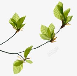 植物嫩芽素材树枝绿芽新叶高清图片