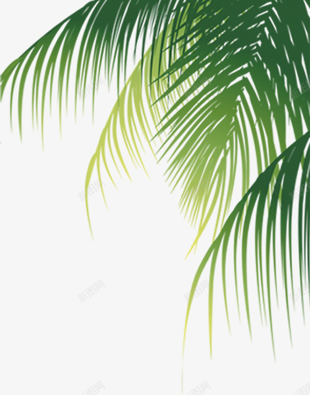 椰子树png免抠素材_新图网 https://ixintu.com 树叶 椰子树 椰树 海滩