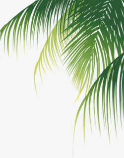 海滩椰树椰子树高清图片