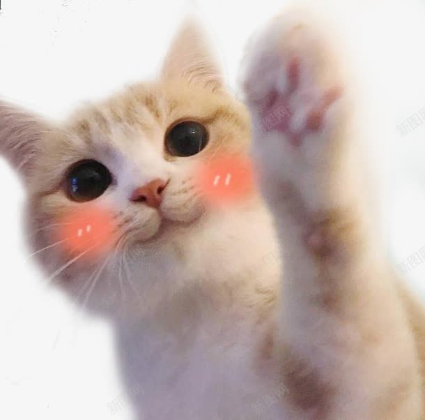可爱猫咪脸红表情包png免抠素材_新图网 https://ixintu.com 可爱 害羞 猫咪 猫猫 脸红 脸红表情 萌 表情包 贴吧表情