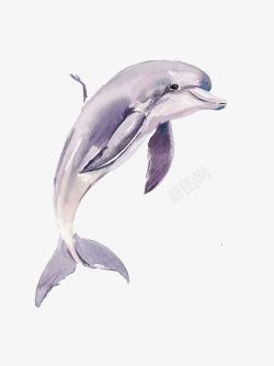 水彩海豚海豚高清图片
