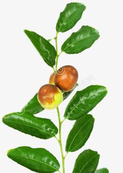 绿色枣子枣叶叶子和枣高清图片